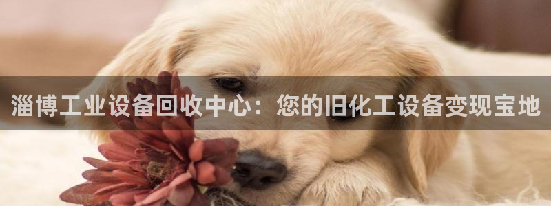 门徒平台理 411o31 门徒